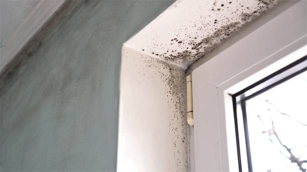 Mold Removal Process in Arlington Heights, WA