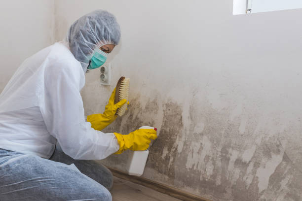 Best Black Mold Removal  in Arlington Heights, WA