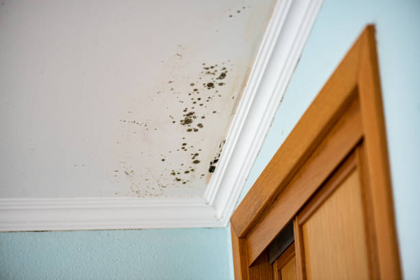 Reliable Arlington Heights, WA Mold Removal Solutions