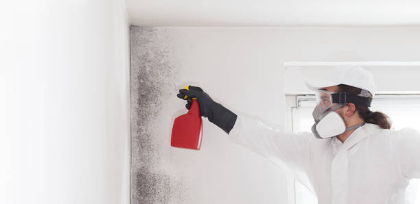 Best Crawl Space Mold Removal  in Arlington Heights, WA