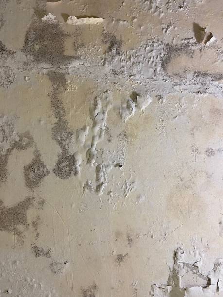 Home Mold Removal in Arlington Heights, WA