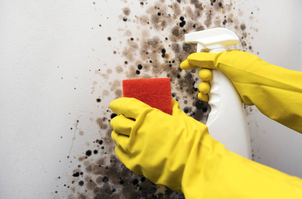 Best Commercial Mold Removal  in Arlington Heights, WA