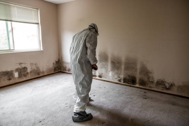 Best Mold Remediation  in Arlington Heights, WA