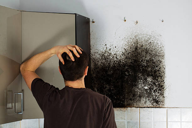 Best Residential Mold Removal  in Arlington Heights, WA