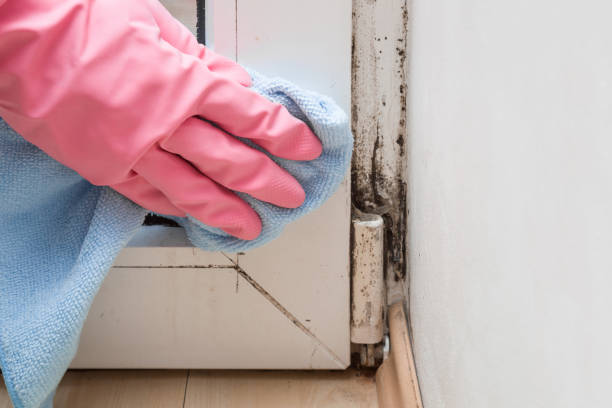 Best Attic Mold Removal  in Arlington Heights, WA